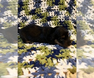 Dachshund Puppy for sale in LAWSON, MO, USA