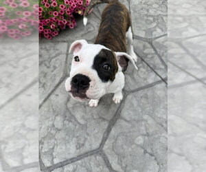 American Pit Bull Terrier-Unknown Mix Dogs for adoption in Belleville, MI, USA