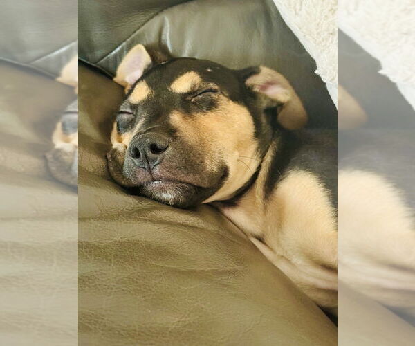 Medium Photo #4 American Staffordshire Terrier-German Shepherd Dog Mix Puppy For Sale in Raleigh, NC, USA