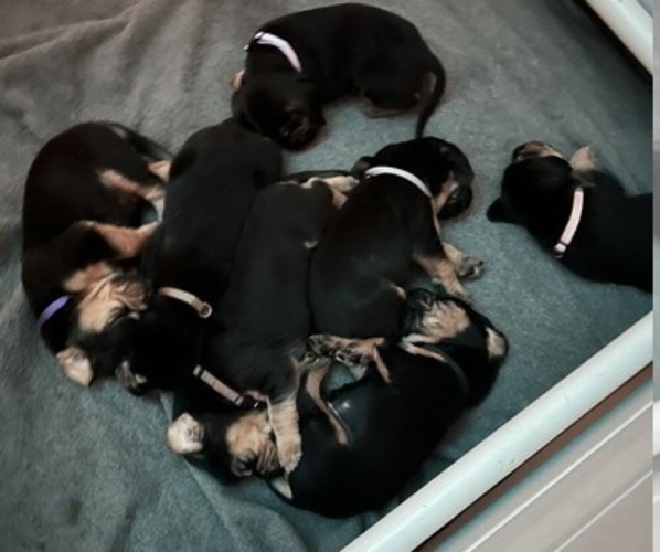 Medium Photo #1 Bloodhound Puppy For Sale in KISSIMMEE, FL, USA