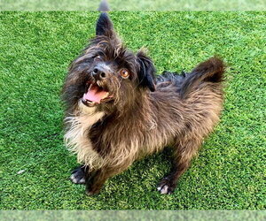 Mutt Dogs for adoption in Moreno Valley, CA, USA