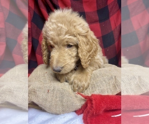 Medium Photo #4 Goldendoodle Puppy For Sale in BARDSTOWN, KY, USA