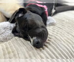 Small #10 Mastiff Mix
