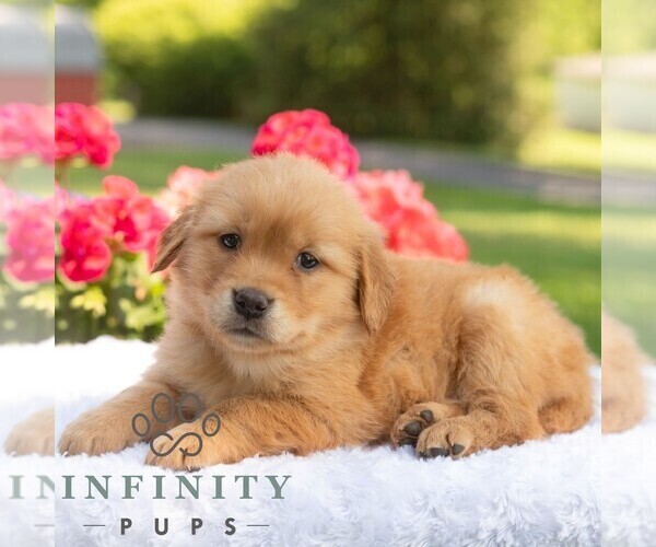 Medium Photo #5 Golden Retriever Puppy For Sale in NEWPORT, PA, USA