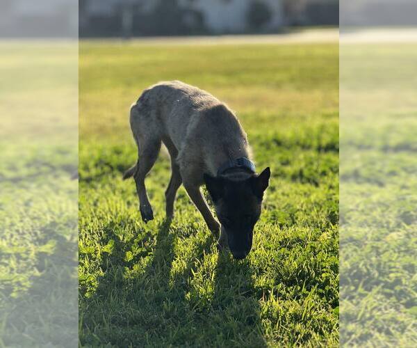 Medium Photo #4 Mutt Puppy For Sale in Imlay City, MI, USA