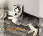 Puppy Orange AKC Siberian Husky
