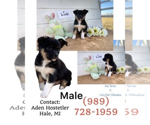 Rat-Cha Puppy for sale in WEST BRANCH, MI, USA