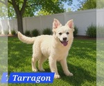 Small #4 Australian Shepherd Mix