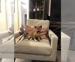 Small Photo #6 Shiba Inu Puppy For Sale in SYLMAR, CA, USA