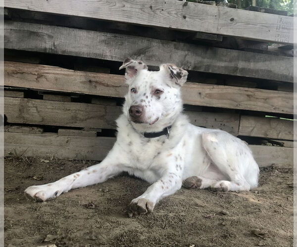 Medium Photo #10 Australian Shepherd-Unknown Mix Puppy For Sale in Brewster, NY, USA