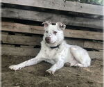 Small #9 Australian Shepherd Mix