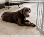 Small Labrador Retriever