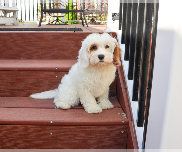 Medium Photo #7 Cavapoo (Miniature) Puppy For Sale in SYRACUSE, IN, USA