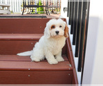 Small #6 Cavapoo (Miniature)