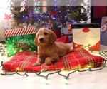 Small Photo #8 Goldendoodle Puppy For Sale in FAIR GROVE, MO, USA