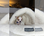 Small #11 Chihuahua