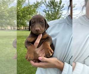 Doberman Pinscher Puppy for sale in BROOKFIELD, MO, USA