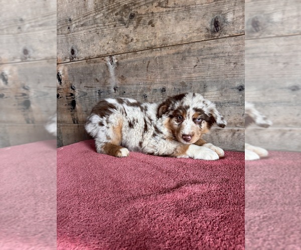 Medium Photo #15 Australian Shepherd Puppy For Sale in VERMONTVILLE, MI, USA