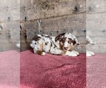 Small #14 Australian Shepherd