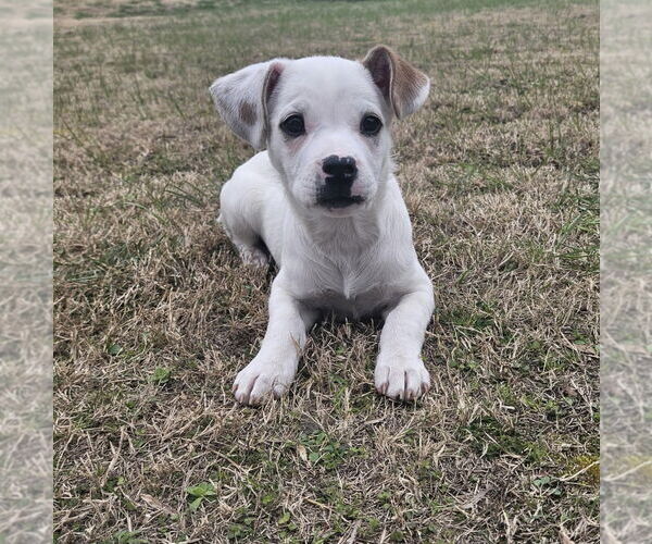 Medium Photo #6 American Pit Bull Terrier-Unknown Mix Puppy For Sale in New York, NY, USA