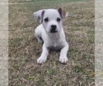 Small #5 American Pit Bull Terrier Mix