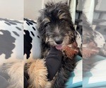Small Photo #1 Aussiedoodle-Bernedoodle Mix Puppy For Sale in LOGAN, OH, USA