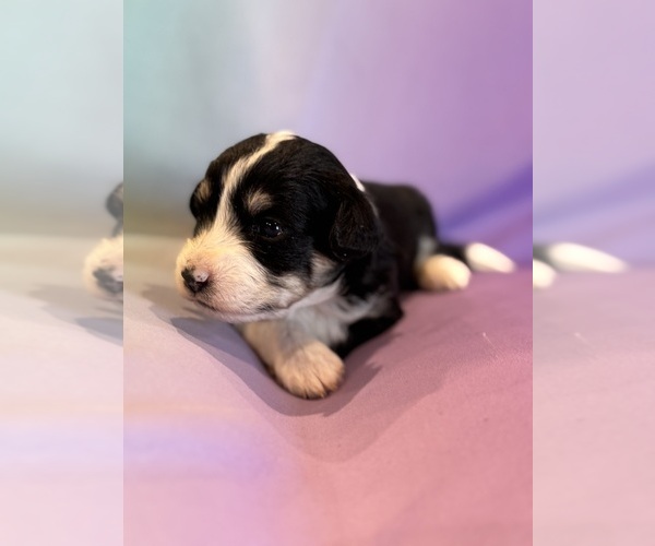 Medium Photo #8 Corgipoo Puppy For Sale in LONGMONT, CO, USA