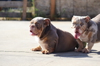Small Photo #27 English Bulldog Puppy For Sale in LOS ANGELES, CA, USA
