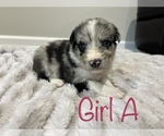 Small Photo #3 Bordoodle Puppy For Sale in MADISON, AL, USA