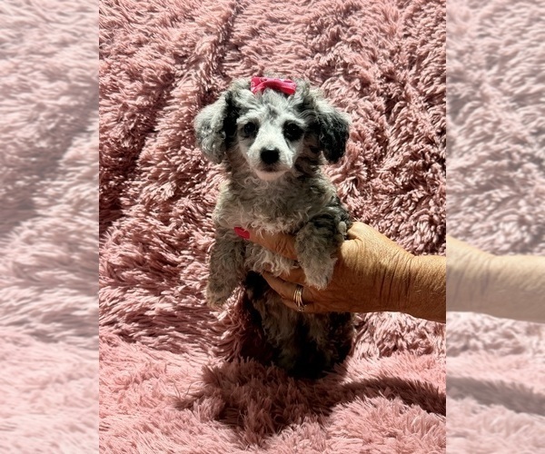 Medium Photo #5 Poodle (Toy) Puppy For Sale in BELTON, MO, USA