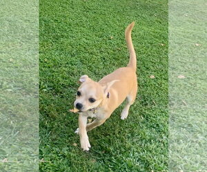 Starla - Female Chug Dog for Adoption - Photo #7
