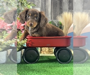 Dachshund Puppy for sale in CANOGA, NY, USA