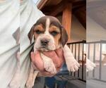 Small #6 Beagle
