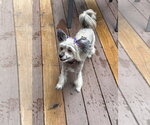 Small #2 Mutt