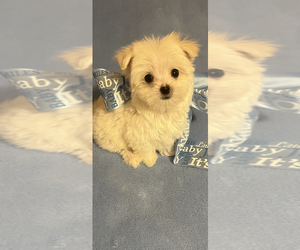 Maltese Puppy for sale in SACRAMENTO, CA, USA