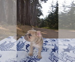 Small #2 French Bulldog