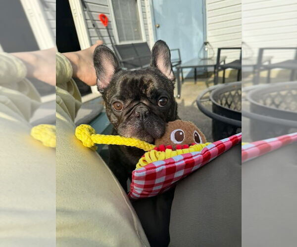 Medium Photo #1 French Bulldog Puppy For Sale in Dumont, NJ, USA