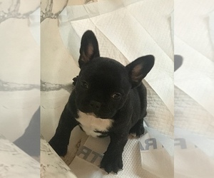 French Bulldog Puppy for sale in LIGNUM, VA, USA