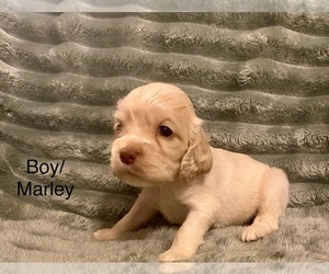 Cocker Spaniel Dogs for adoption in SUMTER, SC, USA