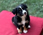 Puppy Aspen Miniature Australian Shepherd