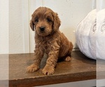 Puppy Puppy 5 Goldendoodle (Miniature)