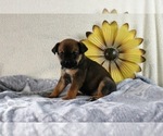 Puppy Tara Boston Terrier-Miniature Australian Shepherd Mix