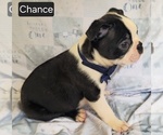 Small #3 Boston Terrier