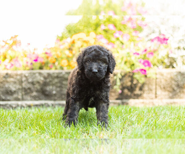 Medium Photo #1 Labradoodle Puppy For Sale in NAPPANEE, IN, USA