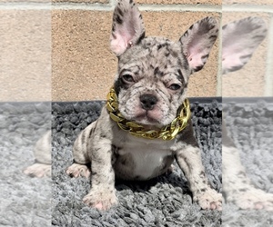 French Bulldog Puppy for sale in PICO RIVERA, CA, USA