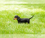 Small #5 Dachshund