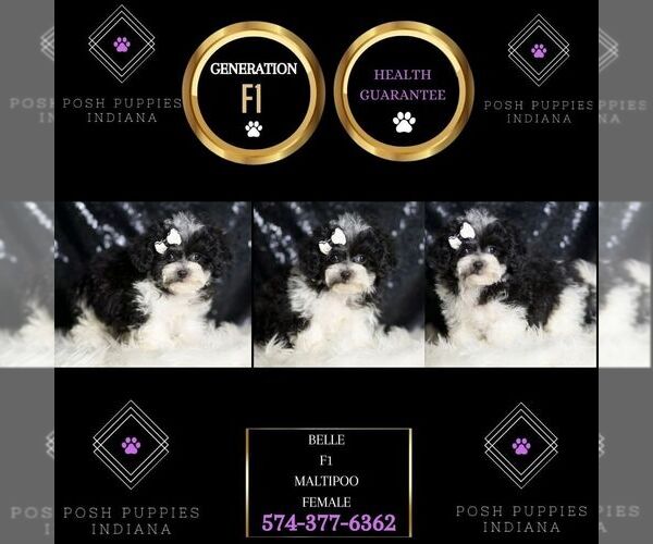 Medium Photo #41 Maltipoo Puppy For Sale in WARSAW, IN, USA
