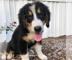 Great Bernese Puppy for sale in BLACKVILLE, SC, USA