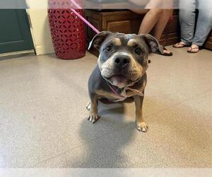 Medium American Pit Bull Terrier Mix