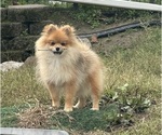 Small #2 Pomeranian
